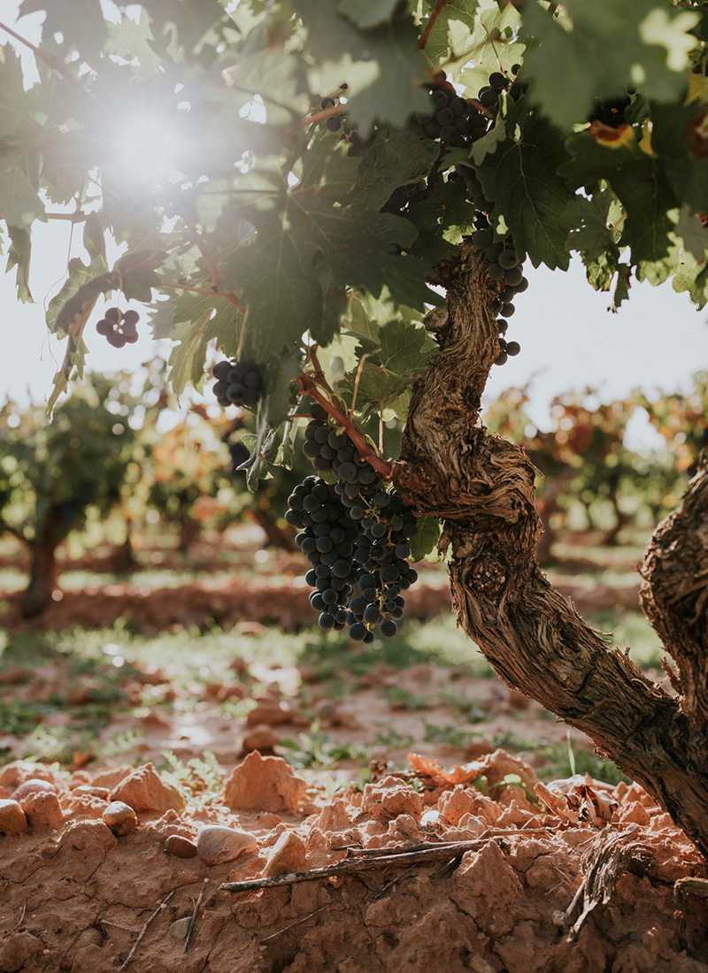 Referencia de vino 3 — Bodegas Vega Real