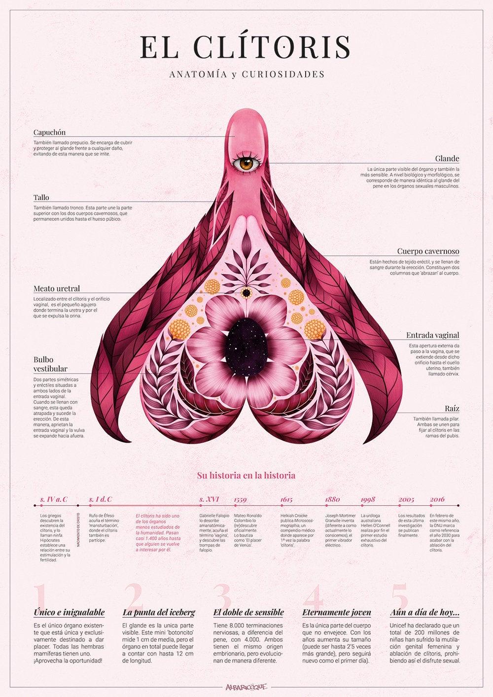 Póster ilustrado sobre anatomía y curiosidades del clítoris